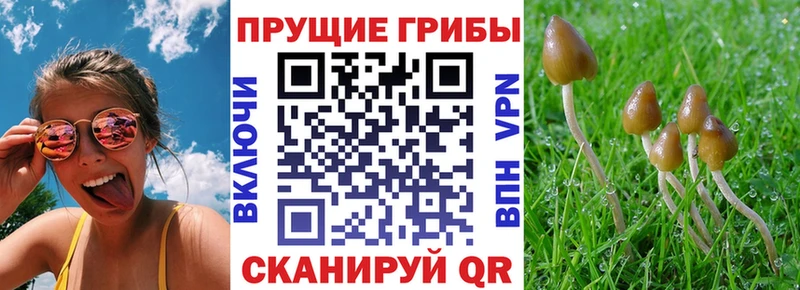 Купить закладки  Белый  Псилоцибиновые грибы GOLDEN TEACHER 